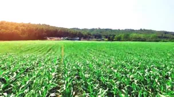 Champ de maïs dans une zone agricole espagnole — Video