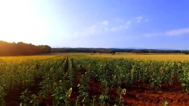 Antenn skott av ett fält med solrosor — Stockvideo