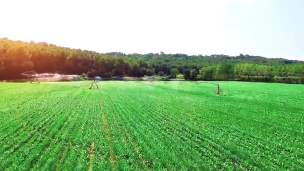 Feld mit Mais in einem spanischen Anbaugebiet — Stockvideo