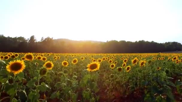 Vue aérienne d'un champ de tournesols 