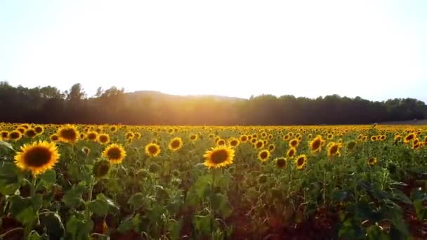 Luchtfoto van een veld met zonnebloemen — Stockvideo