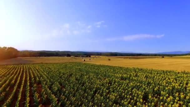 Aerial shot of a field with sunflowers — Stock Video