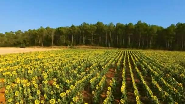 Tiro aéreo de um campo com girassóis — Vídeo de Stock