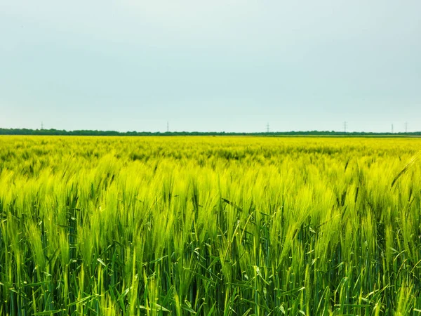 Vetefält rörd av sommar vind — Stockfoto