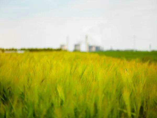 Пшеничне поле переміщене літнім вітром — стокове фото