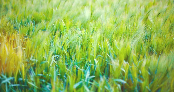 Pšeničné pole dojat letní vítr — Stock fotografie