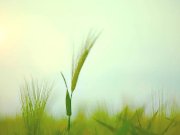 Campo de trigo movido pelo vento de verão — Fotografia de Stock