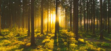 Sessiz bahar güzel parlak güneş ışınları ile ormanda