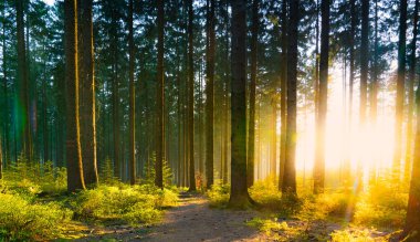Silent Forest in spring with beautiful bright sun rays clipart