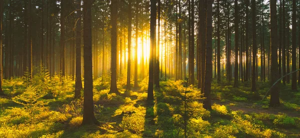 Silent Forest in spring with beautiful bright sun rays — Stock Photo, Image