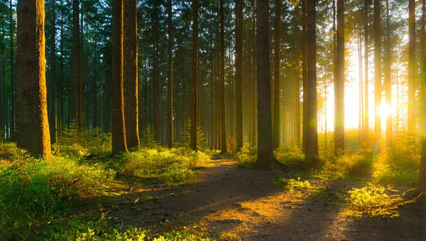 Silent Forest in spring with beautiful bright sun rays