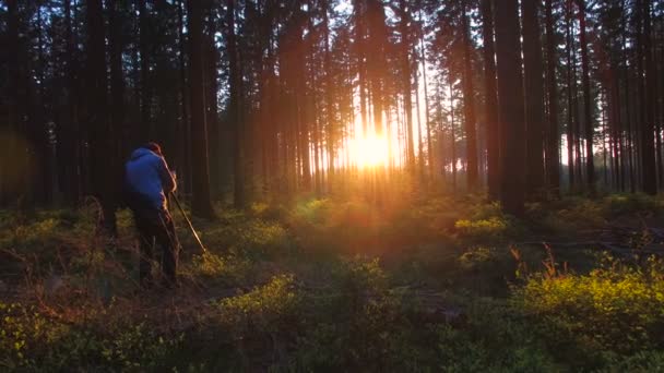 Photographe prend une photo dans la forêt silencieuse au printemps avec de beaux rayons de soleil lumineux — Video