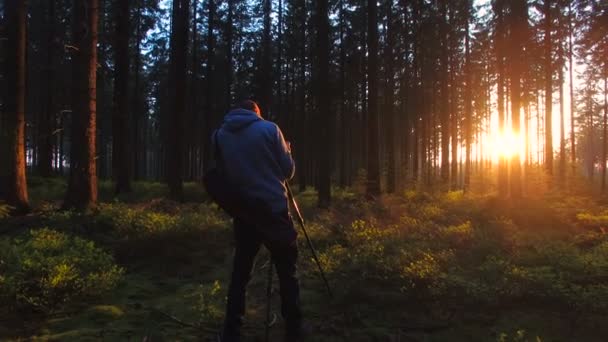 Fotograf macht ein Foto im stillen Wald im Frühling mit schönen hellen Sonnenstrahlen — Stockvideo