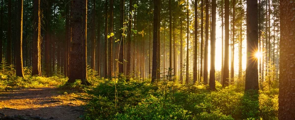 Silent Forest na jaře — Stock fotografie