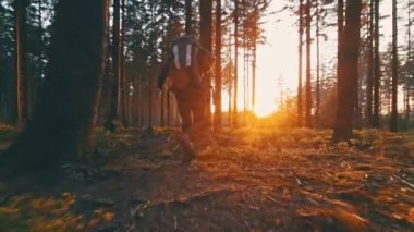 Ormanda günbatımında hiking uzun yürüyüşe çıkan kimse. 
