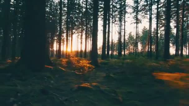 Wandelaar wandelen in het bos bij zonsondergang. — Stockvideo