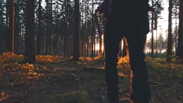 Vandrare vandring i skogen vid solnedgången. — Stockvideo