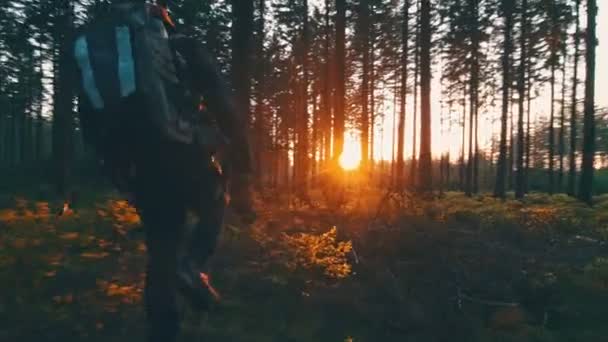 Wandelaar wandelen in het bos bij zonsondergang. — Stockvideo