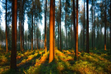 Sessiz bahar güneş ışınları ile ormanda