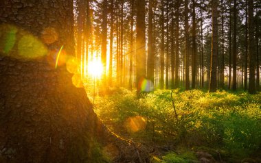 Sessiz bahar güneş ışınları ile ormanda