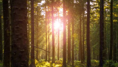 Sessiz bahar güneş ışınları ile ormanda