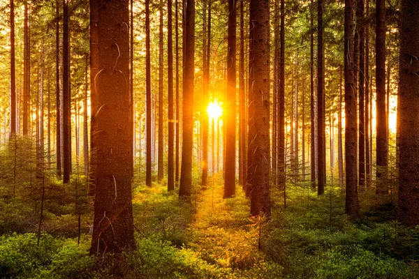 Floresta silenciosa na primavera com raios de sol — Fotografia de Stock