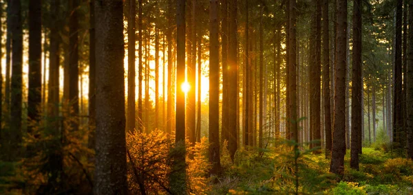 Silent Forest na jaře sluneční paprsky — Stock fotografie