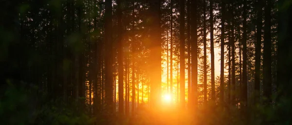 Silent Forest in spring with sun rays — Stock Photo, Image