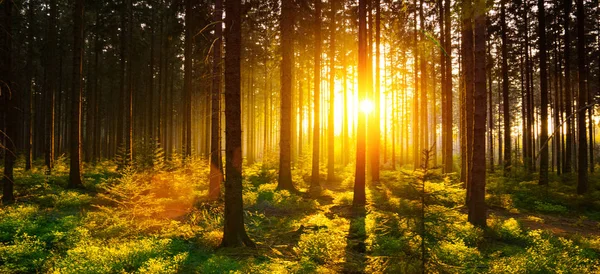 Silent Forest in spring with sun rays
