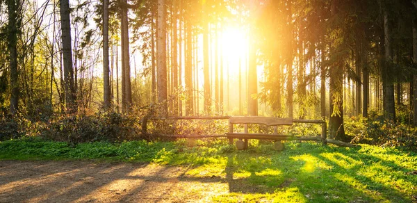 Silent Forest in het voorjaar met zonnestralen — Stockfoto