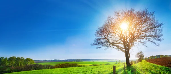 Un albero solitario su un prato verde — Foto Stock