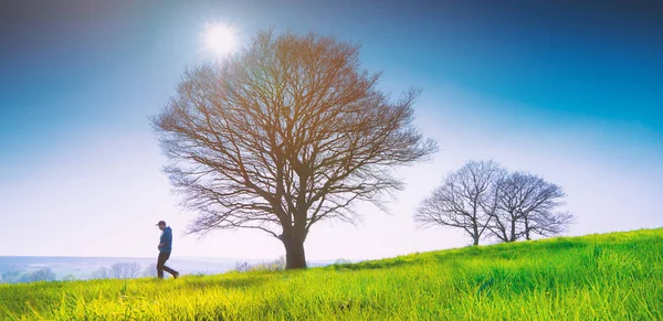 Ensamt träd på ett fält med gräs på våren — Stockfoto