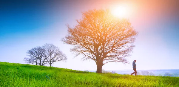 Árvore solitária em um campo de grama na primavera — Fotografia de Stock