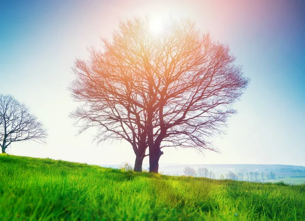 Un árbol solitario en un prado verde — Foto de Stock