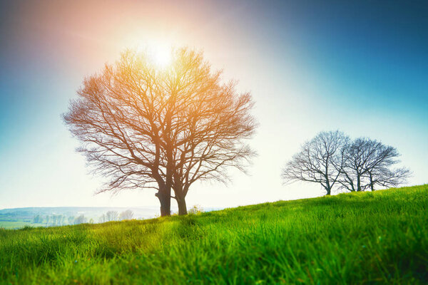 Lonely tree on a field of grass in spring 