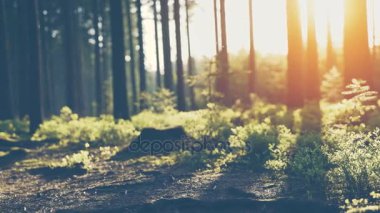 Sessiz bahar güzel parlak güneş ışınları ile ormanda