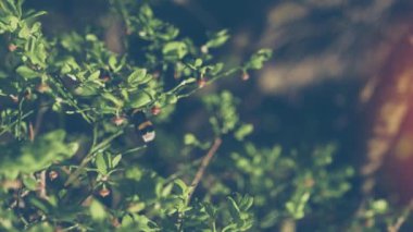 Yeşil bahar sessiz ormandaki tek arı / yaz