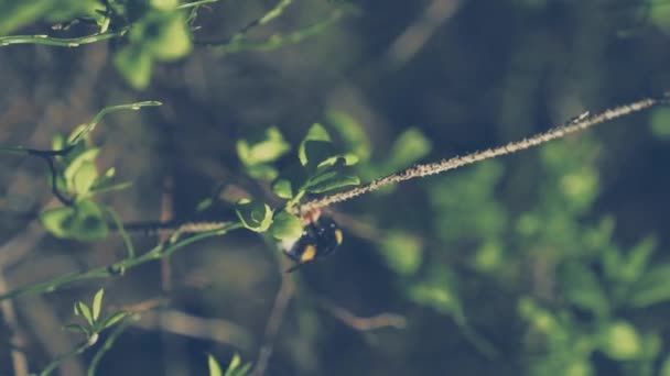 緑の春のサイレント フォレスト内の 1 つの蜂/夏 — ストック動画