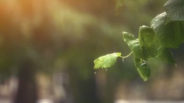 Süper ağır çekim ateş yağmur