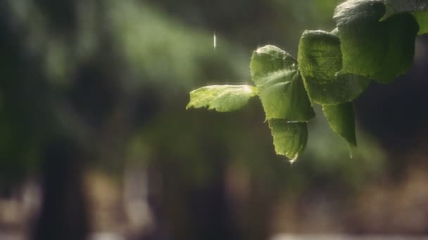 Lluvia en cámara súper lenta — Vídeo de stock