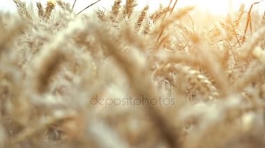 bir post delik kazma 