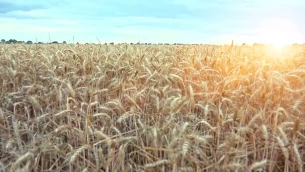 Pšenice Golden připravena sklizní — Stock video