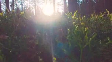 Bahar güzel parlak güneş ışınları ile Avrupa ormanda