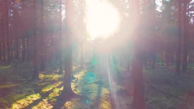 Bahar güzel parlak güneş ışınları ile Avrupa ormanda