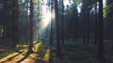 Bahar güzel parlak güneş ışınları ile Avrupa ormanda