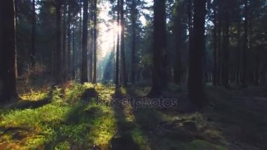 Bahar güzel parlak güneş ışınları ile Avrupa ormanda