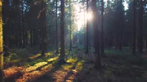 春天美丽明亮的阳光洒在美丽的欧洲森林 — 图库视频影像