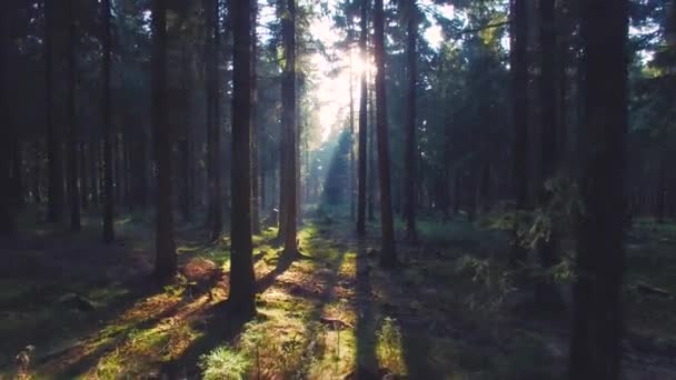 Beautiful european Forest in spring with beautiful bright sun rays — Stock Video