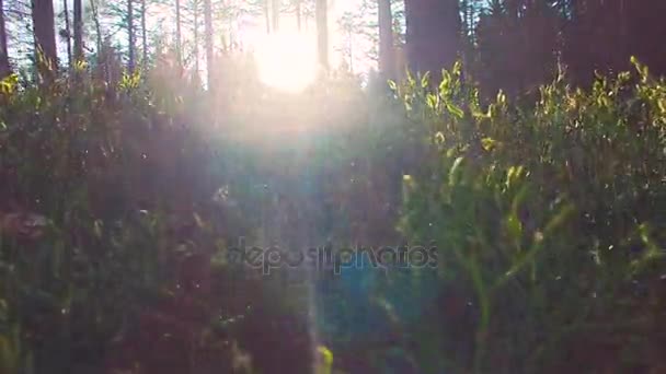 Beautiful european Forest in spring with beautiful bright sun rays — Stock Video