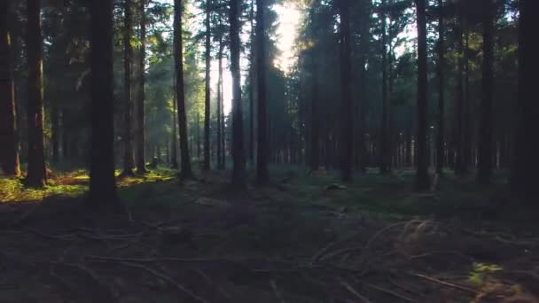 Beautiful european Forest in spring with beautiful bright sun rays — Stock Video